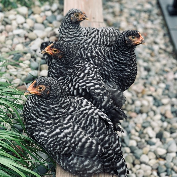 Welcome to Simply Chick π€ - Picture 7 of 9